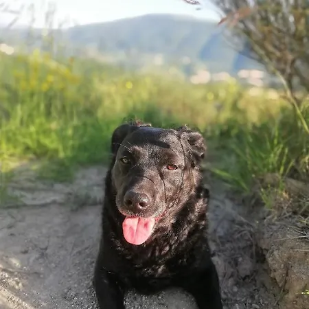 Le Ginestre Bed & Breakfast