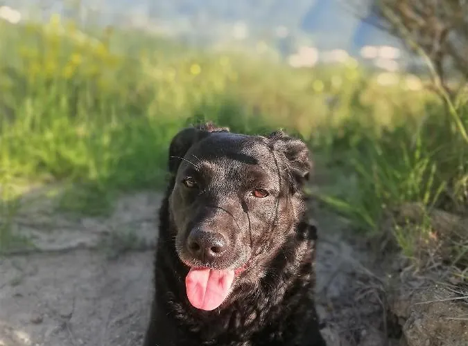 Le Ginestre Bed & Breakfast